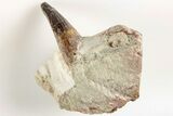 Spinosaurus Tooth In Rock - Dekkar Formation, Morocco #200513-1